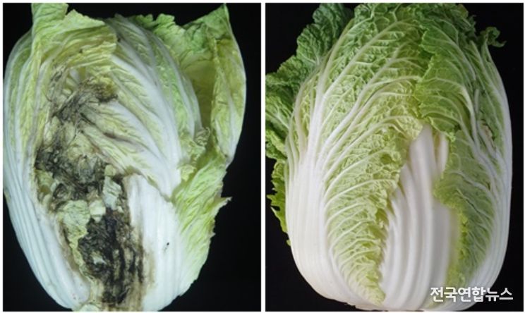 오른쪽이 기술 적용 배추