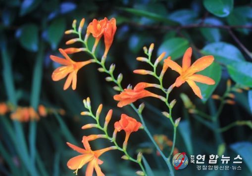 신안군에서 전국 유일의 ‘크로코스미아 꽃축제’ 7월 7일 개막
