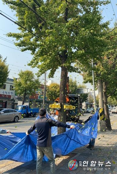 미추홀구, 은행나무 열매 조기 제거사업 진행해