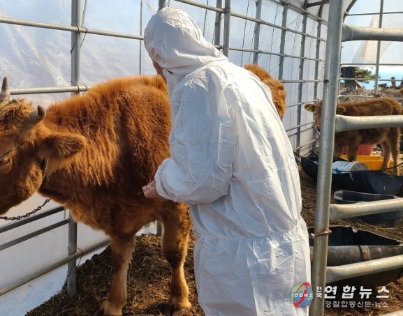 옹진군 하반기 구제역백신 일제접종 추진