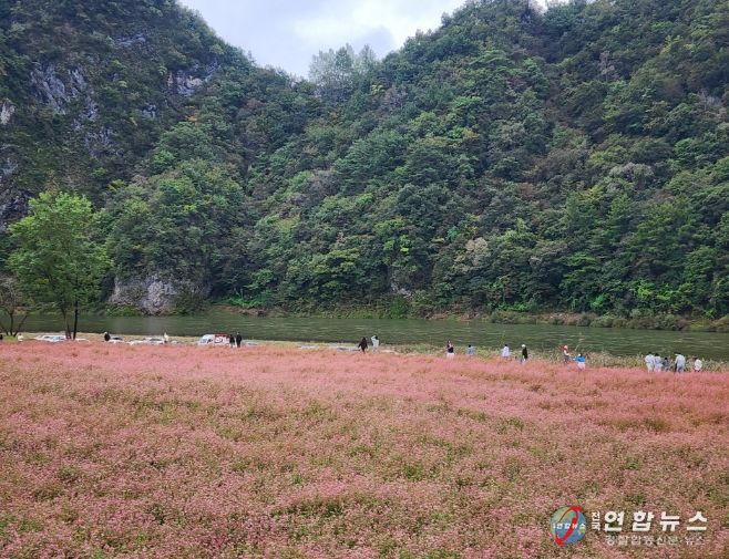 영월군 제6회 동강붉은메밀꽃축제