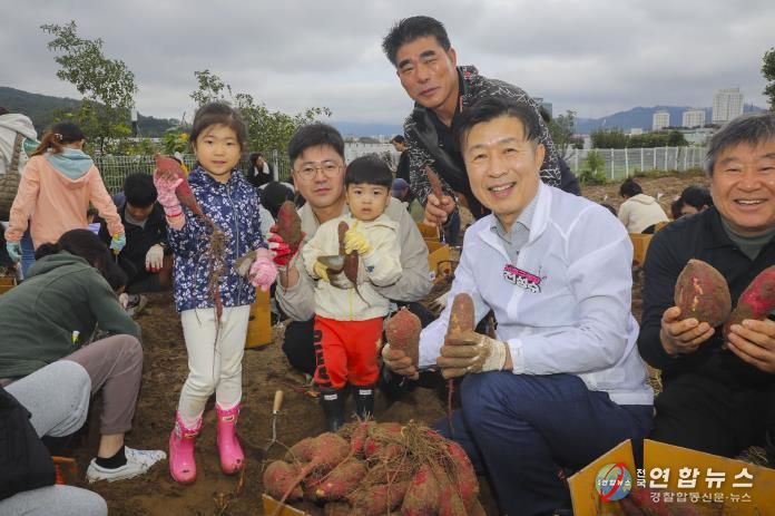 2025년 내곡동 고구마캐기 행사 모습