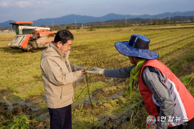 증평군 가을장마 피해 농가 방문(수발아 벼 살펴보는 이재영 군수)