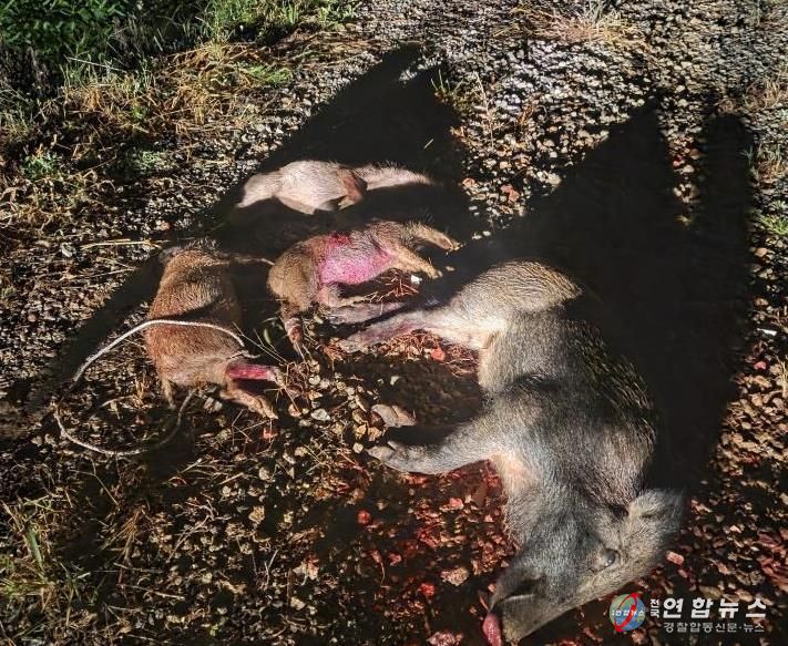 포획된 멧돼지 모습.