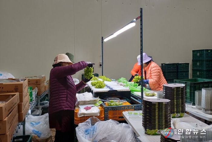 영주 샤인머스켓, 호주 선적을 위해 상품을 다듬고 있다