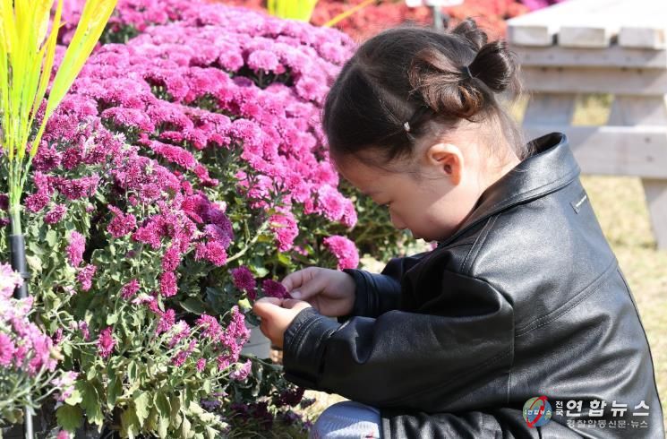 국화 아이 : 제10회 강진만 춤추는 갈대축제가 강진만 생태공원에서 열린 가운데 한 아이가 국화꽃 정원에서 국화를 물끄러미 쳐다보고 있다.