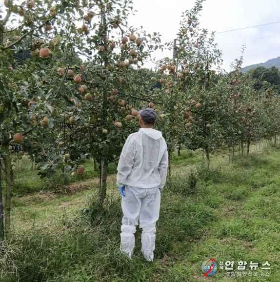 사과원 화상병 예찰 모습
