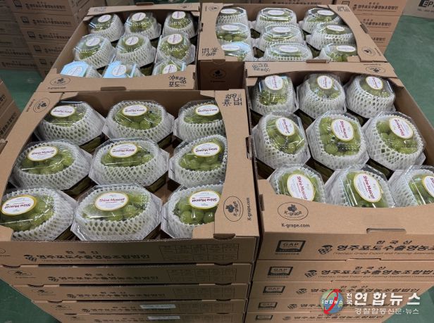 대만으로 수출되는 영주산 샤인머스캣