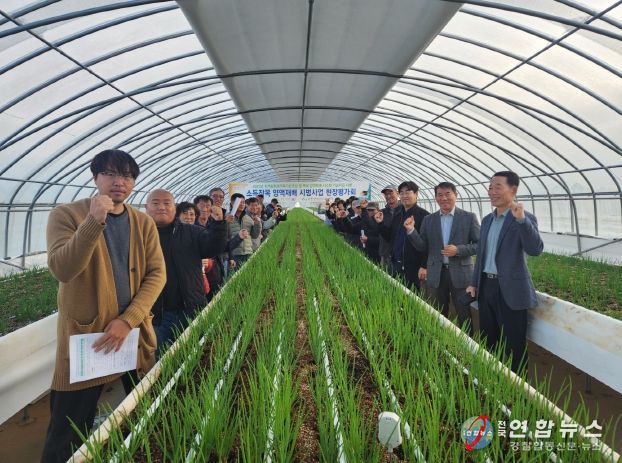 서천군, 쪽파 양액재배로 연 6~8기작 주년생산 체계 구축 성공