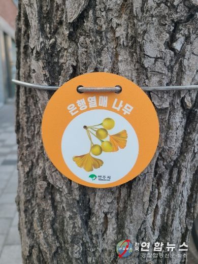 은행나무 관리를 위한 ‘열매 표찰’ 설치 모습