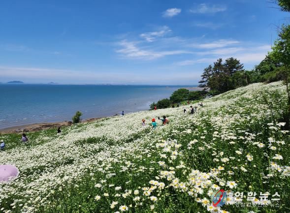 부안군, 2025년 2분기 생활인구 전북특별자치도 1위-변산마실길 샤스타데이지