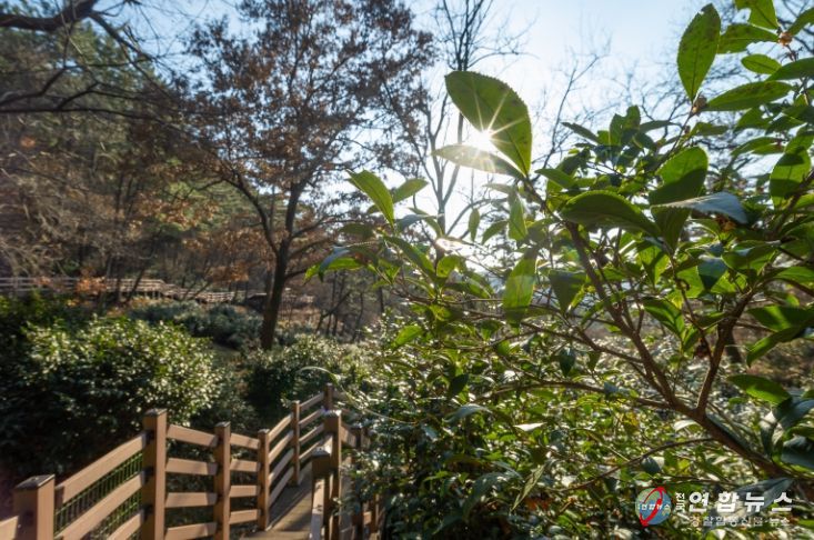 익산 함라산 야생차 군락지 '국가 산림문화자산' 첫 지정
