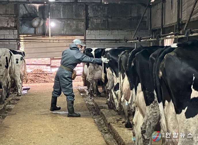 산업동물 공수의사 소 결핵병 공동검진 사진