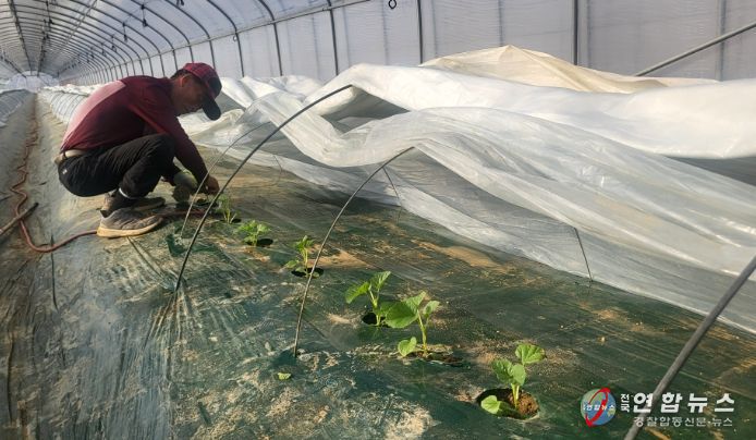 1. 천안지역 농업인 이필영씨가 하늘그린 멜론을 2차 정식하고 있다.