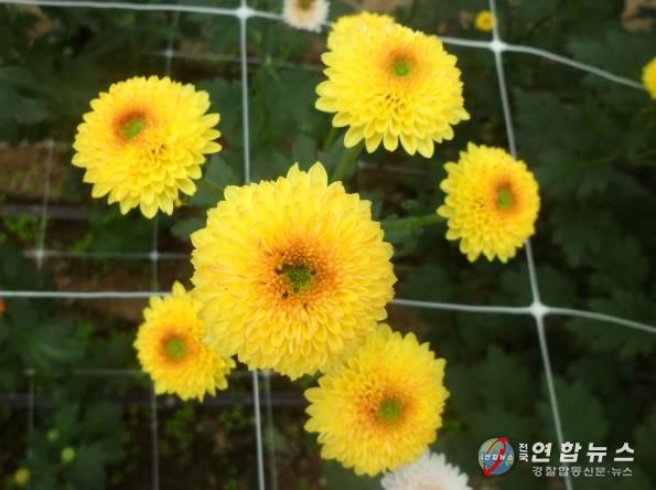 국화(큐티버블앰버)