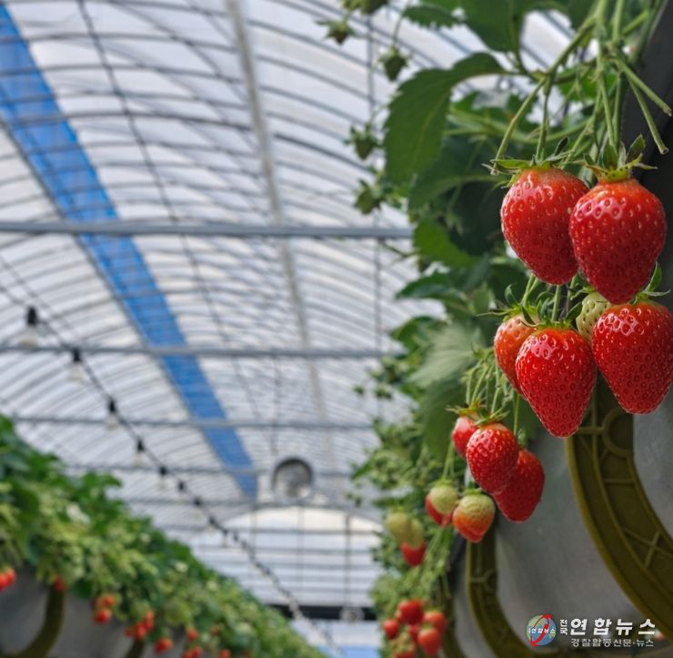 1. 익어가고 있는 천안 딸기 모습.
