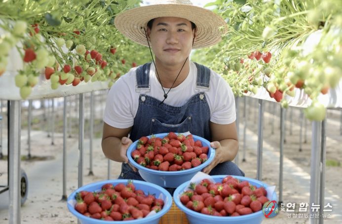 청년농업인 딸기 수확 사진