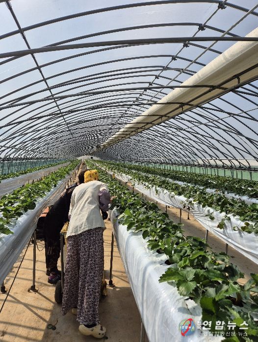 홍성군, 이론 넘어 현장으로 신규농업인 현장실습 1:1 멘토링 실습 돌입