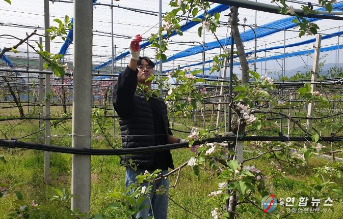원주시농업기술센터, 과수 인공수분 ‘꽃가루 은행’ 운영