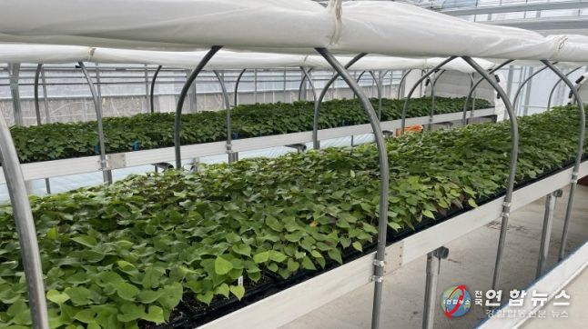 순화 육묘 중인 고구마 조직배양 무병묘