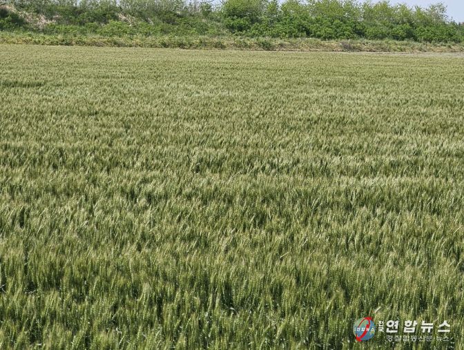 서천군, 맥류 붉은곰팡이병 적기 방제 당부