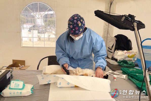 옹진군, 동물보호단체와 합동 수의료 봉사활동