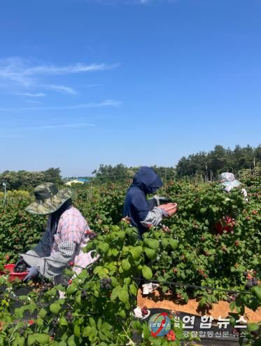 복분자 수확현장