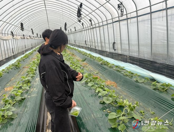 1. 천안시농업기술센터가 멜론 농가에 방문해 바이러스 진단을 하고 있다.